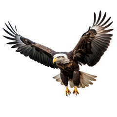 Eagle flying gracefully on transparent background PNG