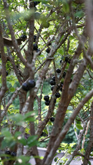 Brazilian grapes on the tree are black when ripe