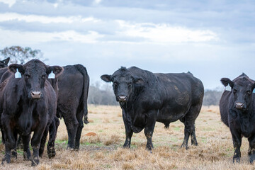 Angus bull with cows during breeding season