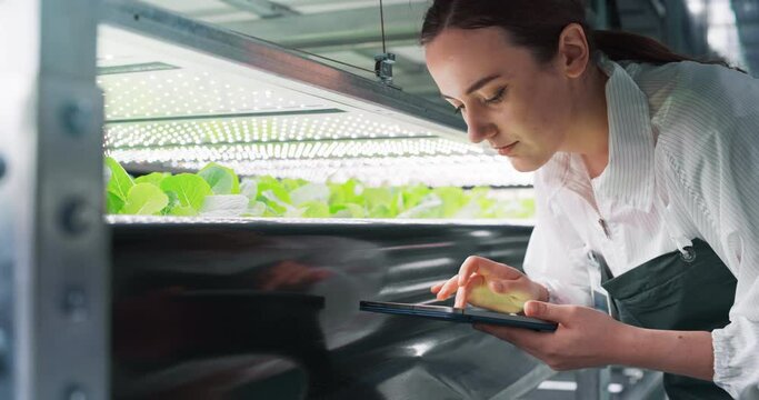 Female Biology Scientist Closely Inspecting and Analyzing Young Growing Crops. Farming Engineer Using Tablet Computer and Working in a Vertical Farm Next to Rack with Natural Eco Plants