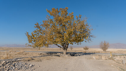 A mulberry tree alone in the autumn season in the middle of the desert