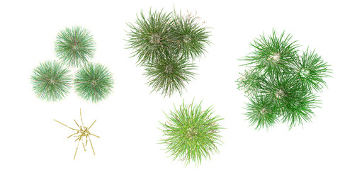Ammophila arenaria,Lolium perenne,Festuca in the forest, top view, area view, isolated on transparent background, 3D illustration, cg render