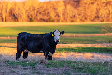 Black baldy heifer in late afternoon winter pasture