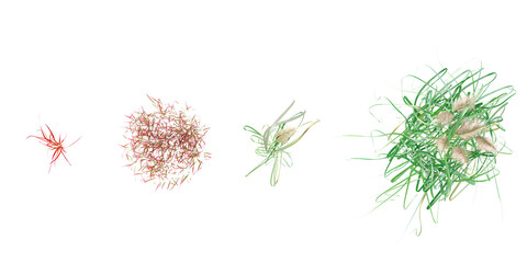imperata cylindrica red baron,cortaderia jubata in the forest, top view, area view, isolated on transparent background, 3D illustration, cg render