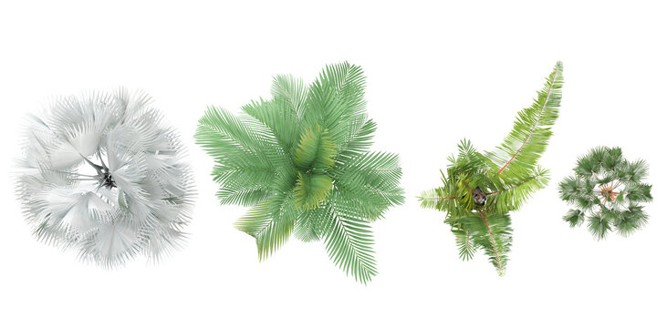 Jungle Livistona merrillii,Chamaedorea cataractum,Raphia farinifera,Bismarckia nobilis shapes cutout 3d render from the top view