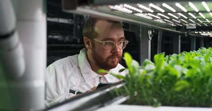 Portrait of a Bearded Biology Scientist Closely Inspecting and Analyzing Young Growing Crops. Farming Engineer Using Tablet Computer and Working in a Vertical Farm Next Natural Vegan Plants