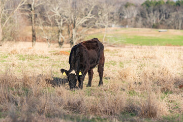 Lone heifer in winter pasture in AL