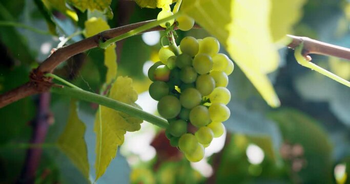 Close up of a branch of ripe grapes for wine. Wine grapes harvest