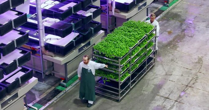 Aerial Footage at Work at an Advanced Vertical Farm. Facility Workers Towing a Rack with Fresh Green Vegetable Leaf Produce. Farmers Preparing Crops for Wholesale Shipping to Distributors