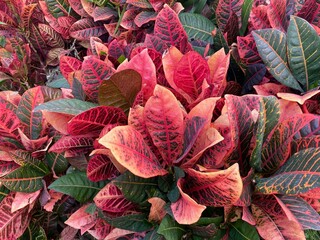 Beautiful leaves of Codiaeum variegatum (fire croton, garden croton) © Gem