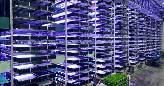 Establishing Aerial Footage at a Big Vertical Farm with Multiple Rows and Layers of Produce. Facility Workers Towing a Rack with Fresh Green Vegetable Leaves. Farmers Preparing Crops for Wholesale