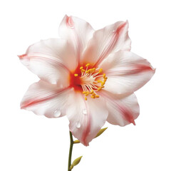 pink lily isolated on white,AI generated