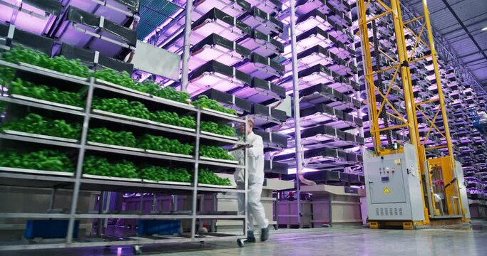 Big Vertical Farm with Multiple Rows and Layers of Eco-Friendly Plants Growing Under Artificial LED Sunlight. Workers Moving a Loaded Rack with Natural Green Vegetable Leaves