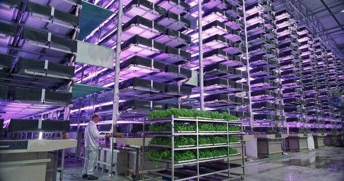 Hydroponics Farm with Multiple Rows and Layers of Eco-Friendly Plants Growing Under Artificial LED Sunlight. Fresh Green Vegetable Leaves Production Facility. Establishing Wide Angle Aerial Footage 