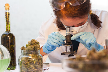 Female Biologist Examining Medical Marijuana Sample Bud under a Microscope in Farm Quality Check...