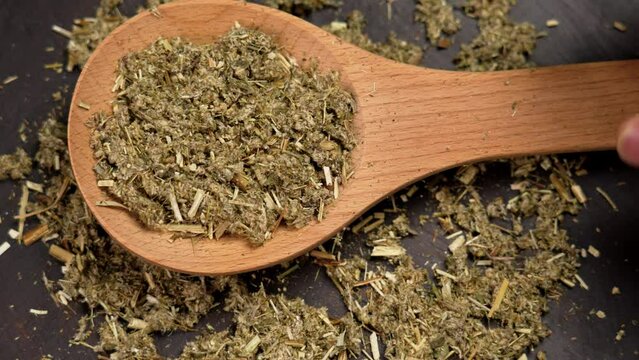 Dried Artemisia vulgaris or common mugwort herb in rustic spoon. Herbal medicine component