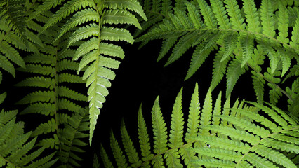 3D fern leaf in the sun