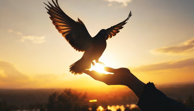 Silhouette pigeon return coming to hands in air vibrant sunlight sunset sunrise background. Freedom making merit concept