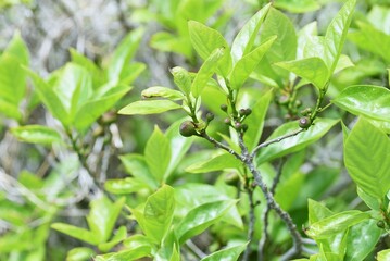 Ficus erecta fruitsand leaves.Moraceae dioecious shrub. The red flower sacs turn black-purple in autumn and become fruit sacs, which are edible and sweet.
