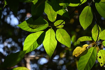 Ficus erecta fruitsand leaves.Moraceae dioecious shrub. The red flower sacs turn black-purple in autumn and become fruit sacs, which are edible and sweet.
