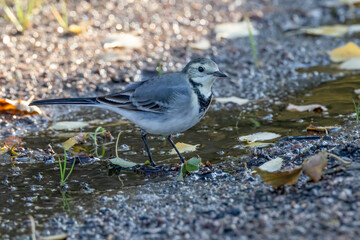 White wagtail