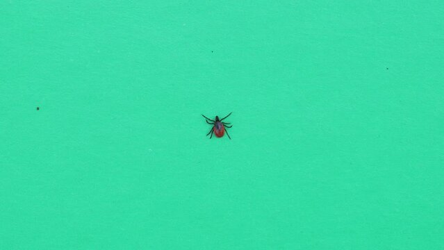A tick crawling on a sheet of green paper