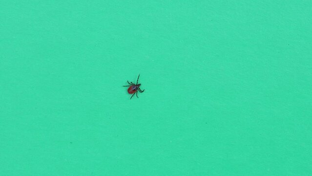 A tick crawling on a sheet of green paper