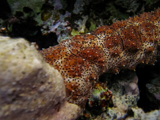 Pearsonothuria in a Red Sea coral reef