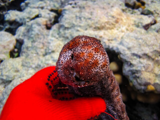 Pearsonothuria in a Red Sea coral reef