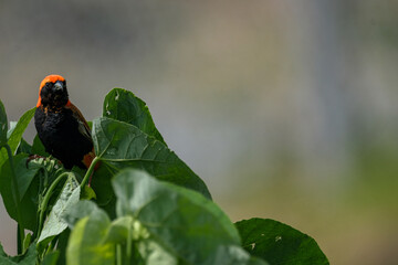 Red Bishop Bird on the bushes