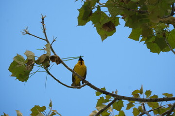 Southern Masked Weavers bird hanging nest