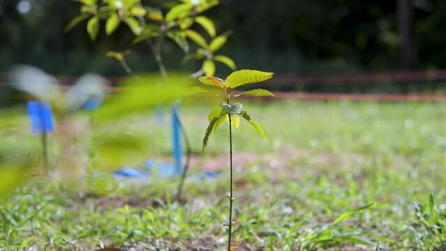 Kratom is a Thai medicinal herb.
