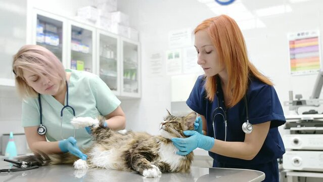 Two professional veterinarians examining a Maine Coon cat at a veterinary clinic. Pet examination and vaccination in the veterinary office. Team of doctors checks a fluffy tomcat for fleas and ticks