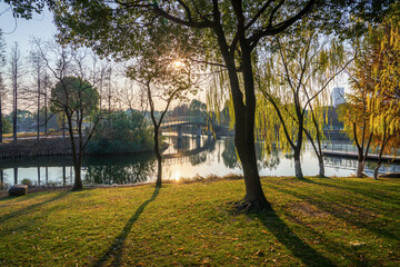 woods in beautiful city park