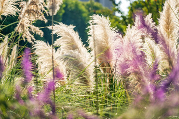 the beautiful dwarf pampas grass