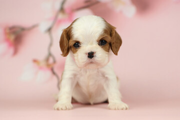 Cute cavalier King Charles spaniel puppy on pink background