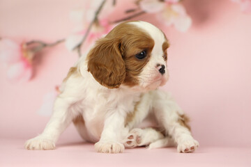 Cute cavalier King Charles spaniel puppy on pink background