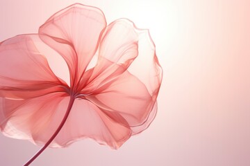 Close Up transparent pink petal flower, minimalist design