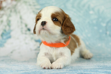 Cute cavalier King Charles spaniel puppy on blue background