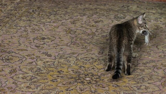 Young cat playing with a caught mouse