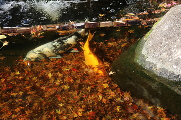 鎌倉・長谷寺。池に沈む紅葉の落ち葉と鯉。