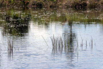 flock of reeds on the lake in spring, nature series