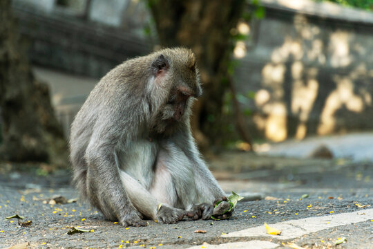Monkey sitting on the ground and eating green leaves in the park
