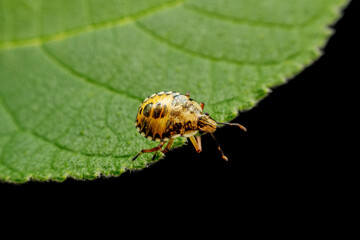 The stinkbug family insects inhabit wild plants