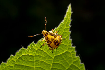 The stinkbug family insects inhabit wild plants