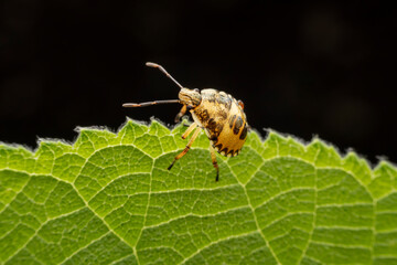 The stinkbug family insects inhabit wild plants