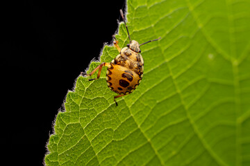The stinkbug family insects inhabit wild plants