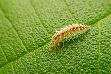 lacewing larvae inhabiting on the leaves of wild plants