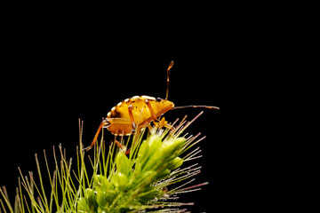 The stinkbug family insects inhabit wild plants