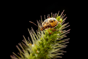 The stinkbug family insects inhabit wild plants